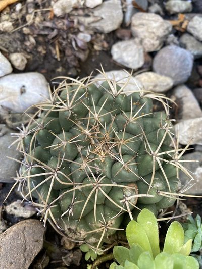 Coryphantha elephantidens, photographed by georgiakharper