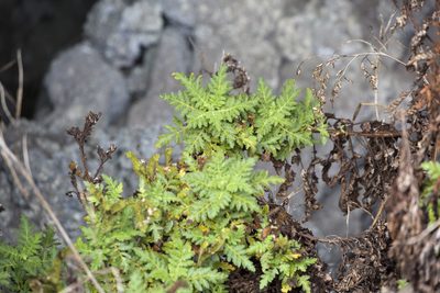 Phacelia ixodes, photographed by patrickc