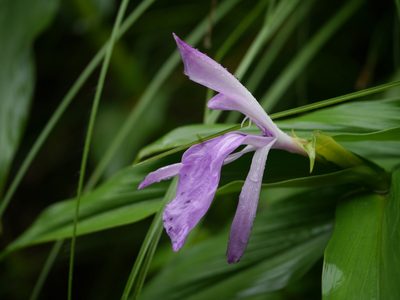 Roscoea purpurea, photographed by Dinesh Valke