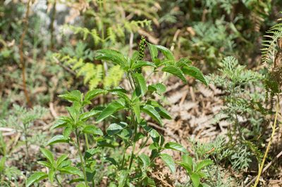Acalypha communis, photographed by Facundo Chieffo
