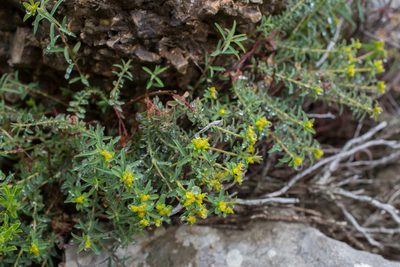 Euphorbia flavicoma, photographed by Tim Johnson