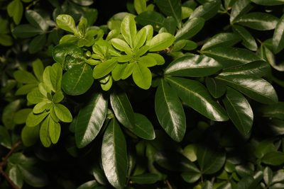 Choisya ternata, photographed by Stephen James McWilliam