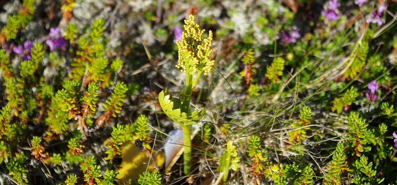 Botrychium boreale, photographed by Георгий Виноградов (Georgy Vinogradov)