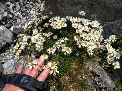 Celmisia bellidioides, photographed by Brett Sandford