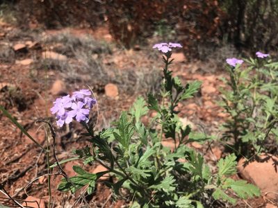 Verbena gooddingii, photographed by Tayton Alvis