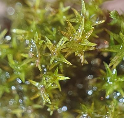 Didymodon acutus, photographed by Jonathan Hughes