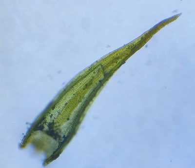 Didymodon acutus, photographed by Jonathan Hughes