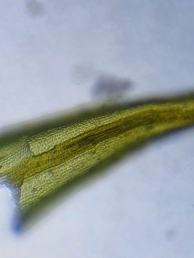 Didymodon acutus, photographed by Jonathan Hughes