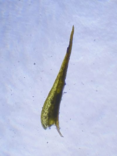Didymodon acutus, photographed by Jonathan Hughes