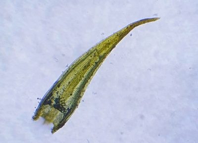 Didymodon acutus, photographed by Jonathan Hughes