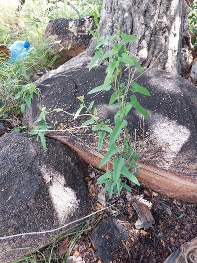 Tragia dioica, photographed by Manuel R Popp