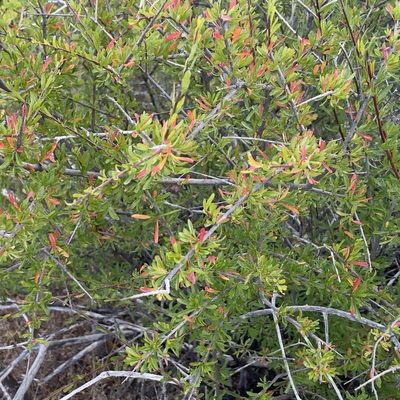 Tetracoccus capensis, photographed by Bill Levine