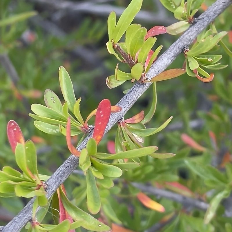 Tetracoccus capensis, photographed by Bill Levine