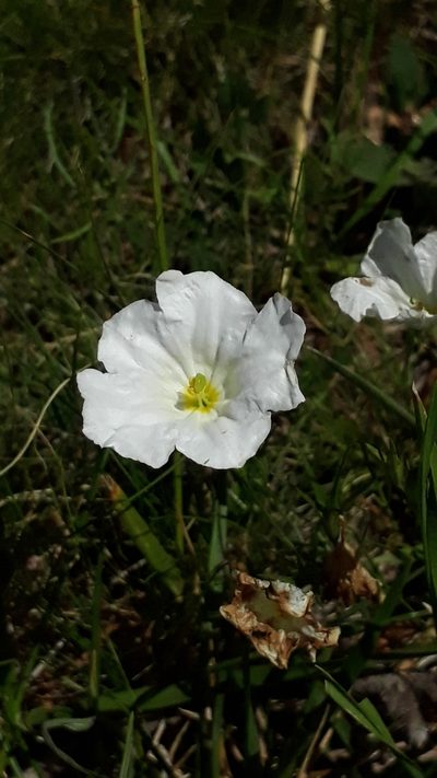 Nierembergia rigida, photographed by Lauu