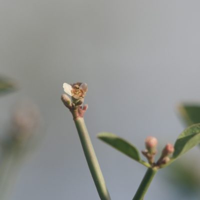 Euphorbia xanti, photographed by Bill Levine