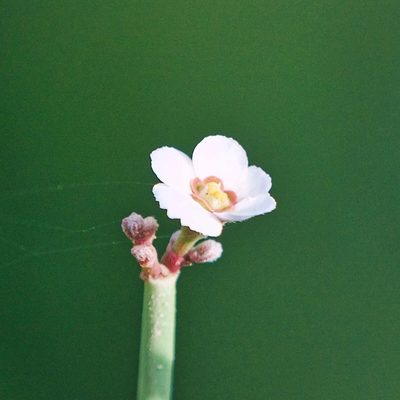 Euphorbia xanti, photographed by Bill Levine