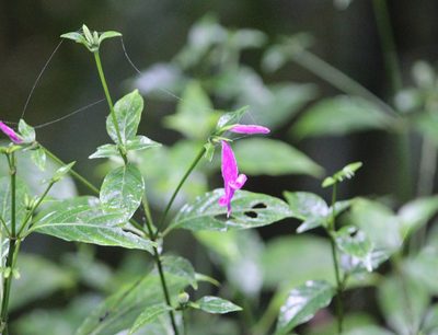 Dicliptera iopus, photographed by Ashwin Srinivasan