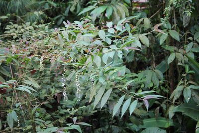 Gonzalagunia rosea, photographed by Ashwin Srinivasan