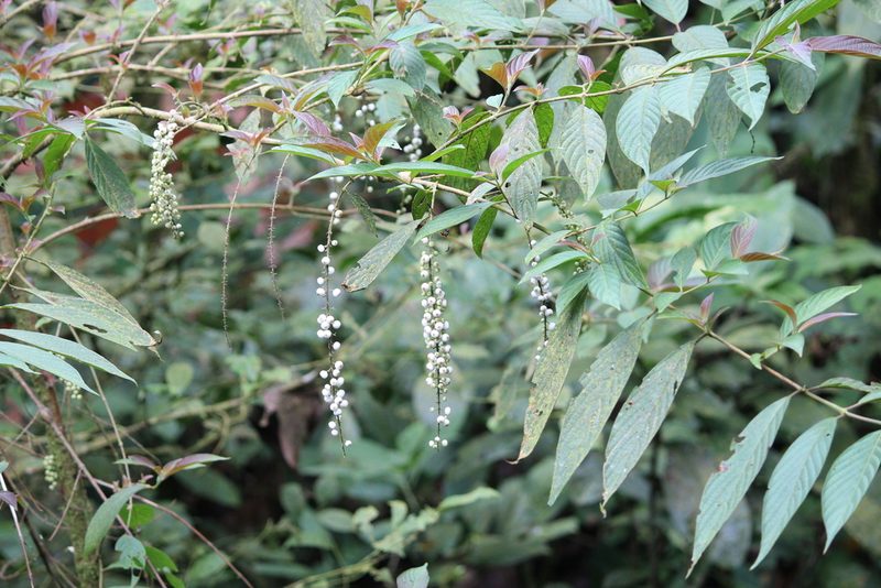 Gonzalagunia rosea, photographed by Ashwin Srinivasan
