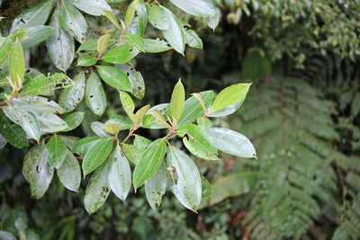 Miconia conorufescens, photographed by Ashwin Srinivasan
