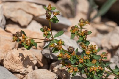 Euphorbia flavicoma, photographed by Tim Johnson