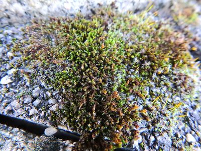 Schistidium crassipilum, photographed by Susan Marley