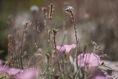 Plantago albicans, photographed by Tim Johnson