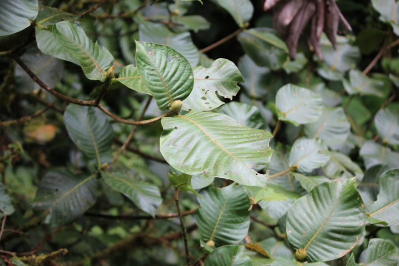 Elaeagia auriculata, photographed by Ashwin Srinivasan