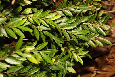 Lonicera ligustrina, photographed by Stephen James McWilliam