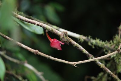 Drymonia conchocalyx, photographed by Ashwin Srinivasan