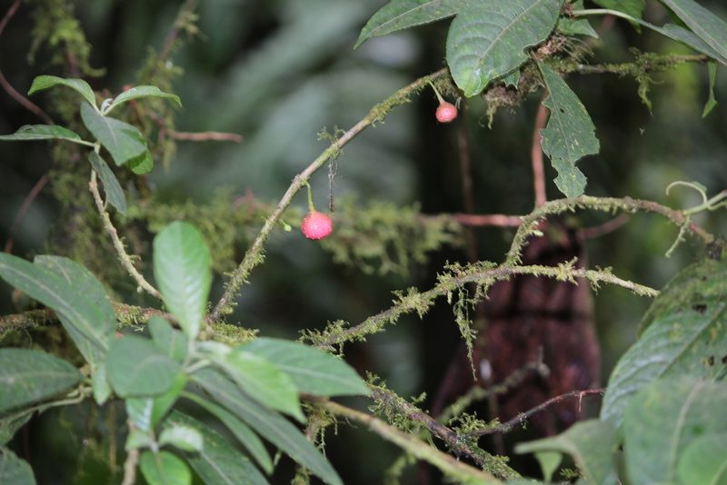 Siparuna thecaphora, photographed by Ashwin Srinivasan