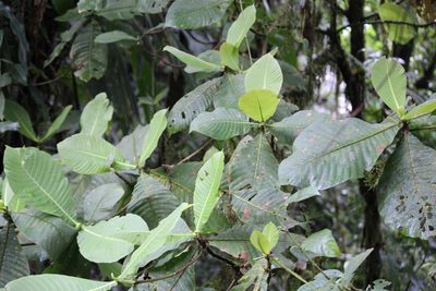 Elaeagia auriculata, photographed by Ashwin Srinivasan