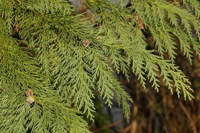 × Hesperotropsis leylandii, photographed by Stephen James McWilliam