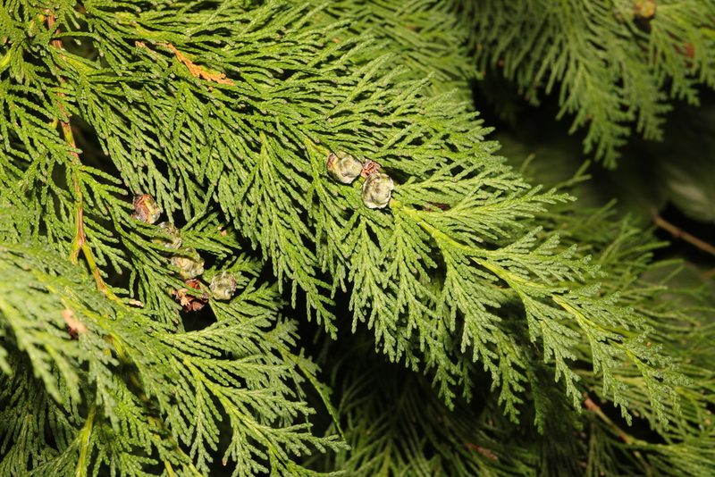 × Hesperotropsis leylandii, photographed by Stephen James McWilliam