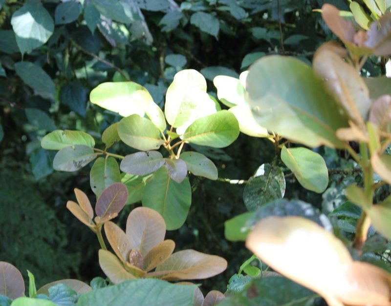 Persea schiedeana, photographed by Ashwin Srinivasan