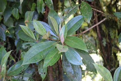 Miconia conorufescens, photographed by Ashwin Srinivasan