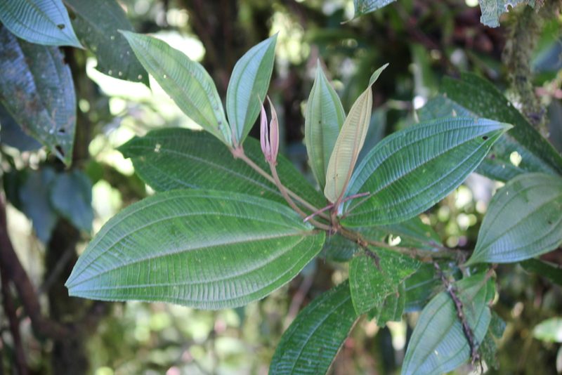 Miconia conorufescens, photographed by Ashwin Srinivasan