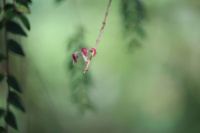Columnea microcalyx, photographed by Ashwin Srinivasan