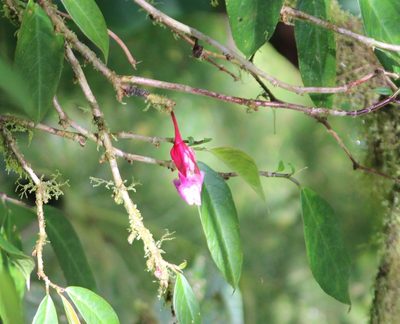 Drymonia conchocalyx, photographed by Ashwin Srinivasan