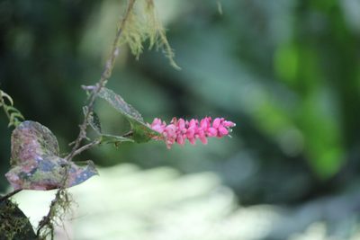 Cavendishia complectens, photographed by Ashwin Srinivasan