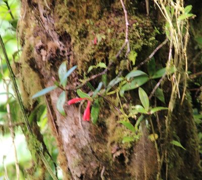 Hillia triflora, photographed by Ashwin Srinivasan