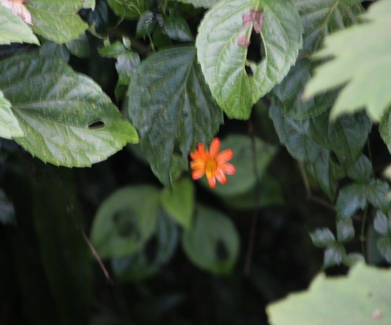 Hidalgoa ternata, photographed by Ashwin Srinivasan