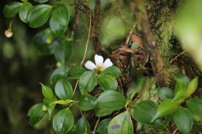 Blakea anomala, photographed by Ashwin Srinivasan