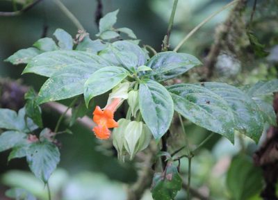 Drymonia rubra, photographed by Ashwin Srinivasan