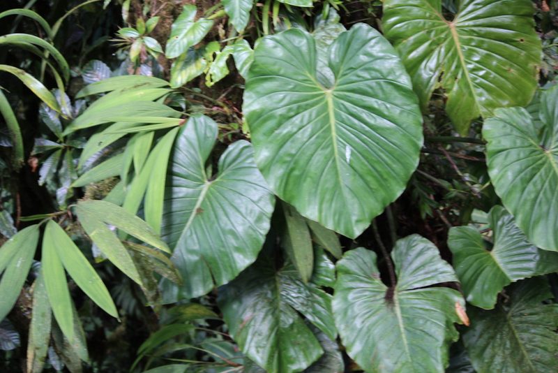 Philodendron schottianum, photographed by Ashwin Srinivasan