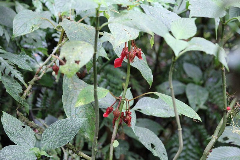 Glossoloma tetragonum, photographed by Ashwin Srinivasan