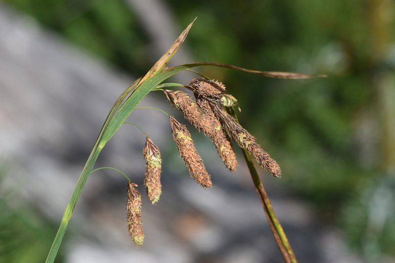 Carex mertensii, photographed by Braden J. Judson