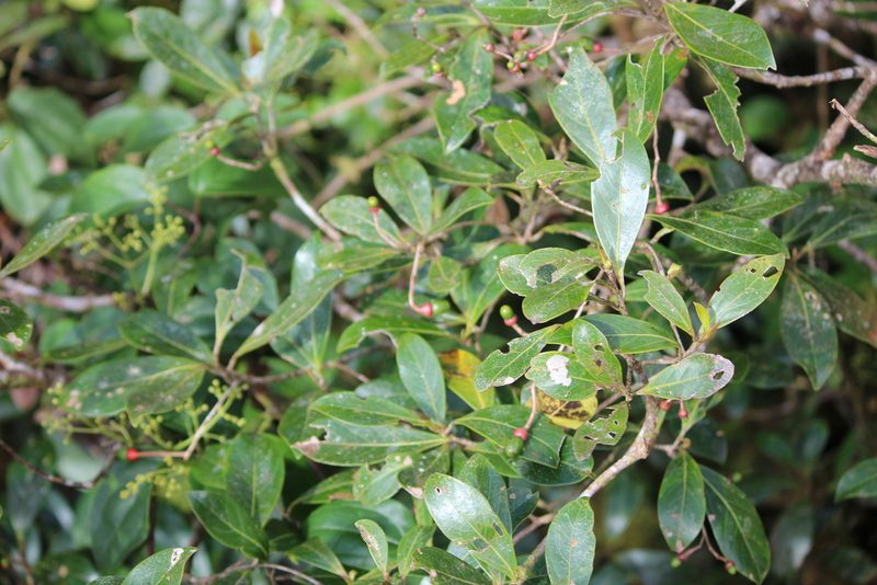 Ocotea insularis, photographed by Ashwin Srinivasan