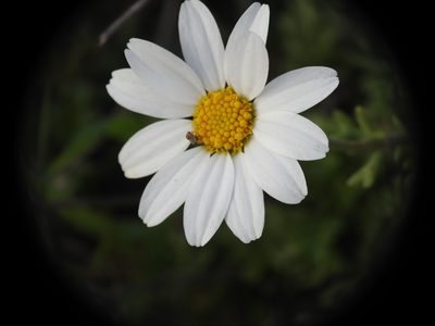 Anthemis maritima, photographed by Yves Bas