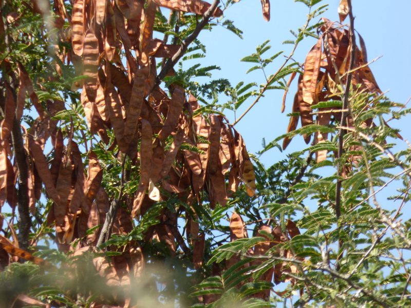Senegalia praecox, photographed by Pablo H Capovilla